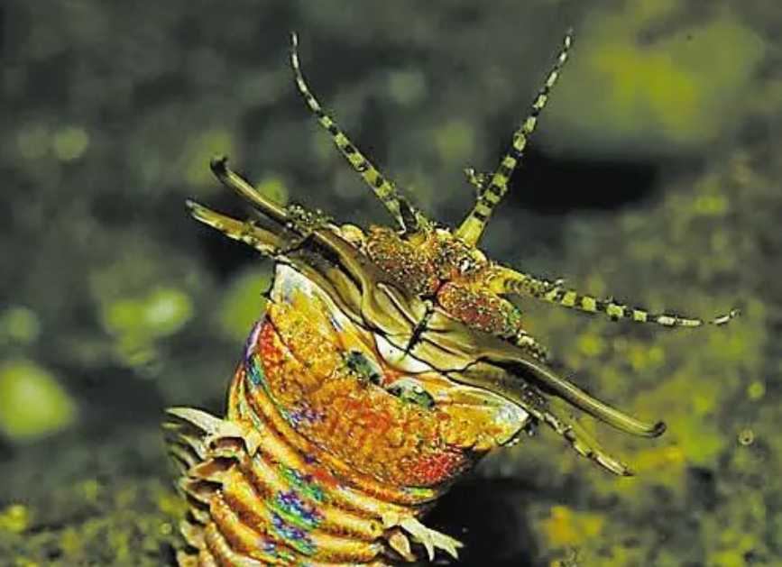 The Bobbit Worm: The Ocean's Stealthy and Ferocious Predator