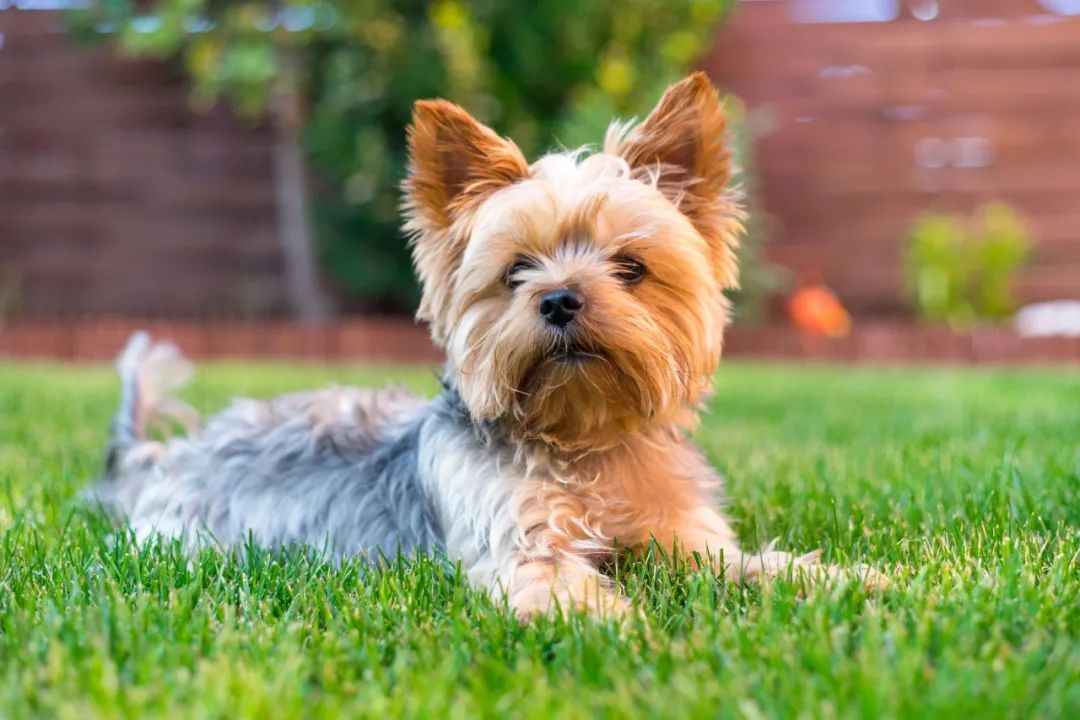 Discover How This Tiny Breed Conquered Hearts Worldwide with Its Feisty Spirit and Glamorous Allure