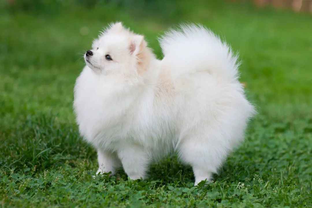 History, Characteristics, Care Tips, and Why They’re a Top Choice for Pet Owners Worldwide