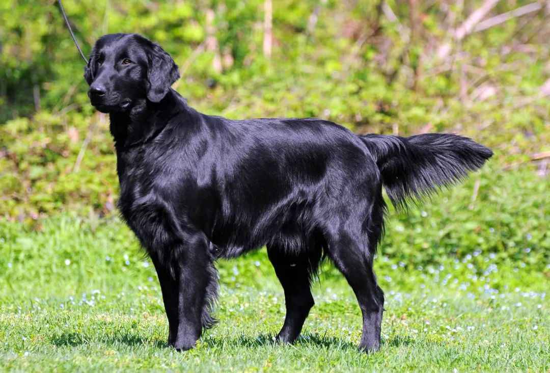 Flat-Coated Retriever: The Elegant and Energetic All-Around Companion Dog